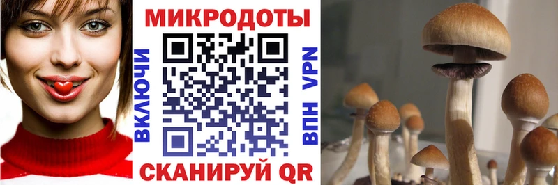 Псилоцибиновые грибы Psilocybe Жуков